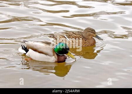 mallard (Anas platyrhynchos), swimming pair, Germany Stock Photo
