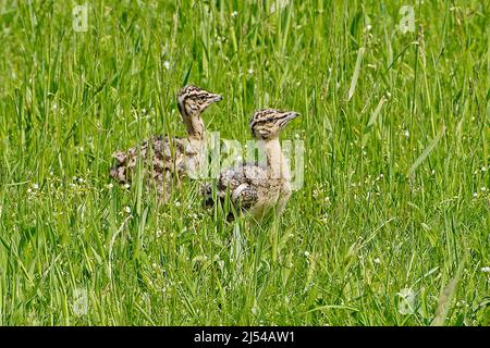 great bustard (Otis tarda), two chicks in a meadow, Germany, Brandenburg Stock Photo