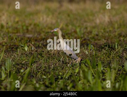 whistling heron (Syrigma sibilatrix), walks in wetland, Brazil, Pantanal Stock Photo