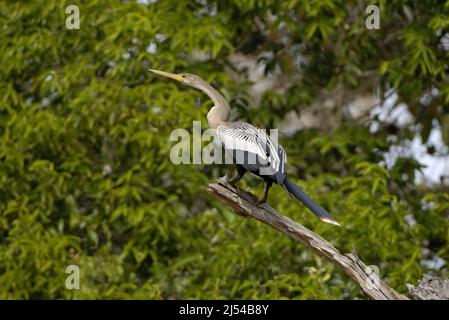 American darter (Anhinga anhinga), female perched on a dead tree lurking for prey, Brazil, Pantanal Stock Photo