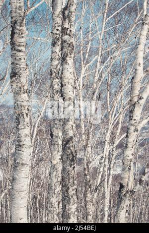 White silver birch forest and pale blue sky Stock Photo