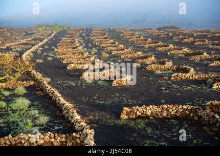 Grapevines with wall made from lava rocks in morning mist, vine cultivation on volcanic ash, dry cultivation method, Canary Islands, Lanzarote, La Stock Photo