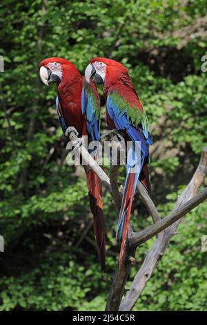 Green-winged Macaw, Red-and-green Macaw (Ara chloroptera), pair on a branch Stock Photo