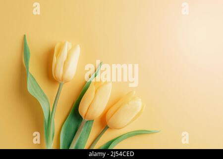 Yellow tulips on yellow background. Spring festive background. Top view, flat lay Stock Photo