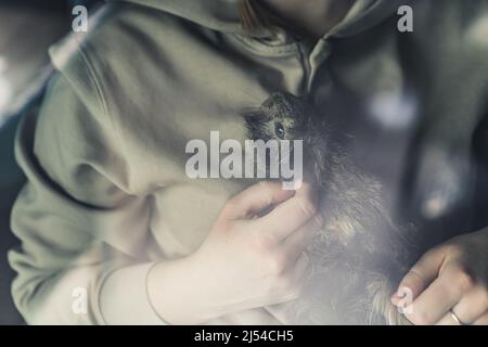 Fluffy Abyssinian guinea pig laying on its owner's chest, being pet by human hands. Sunshine. High quality photo Stock Photo