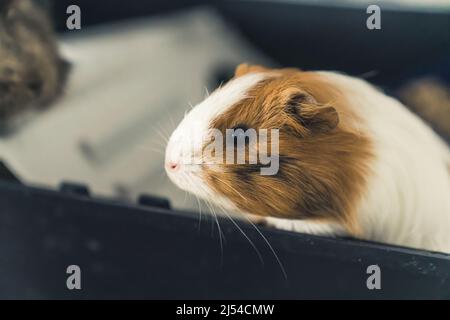 Adorable sheltie white and ginger red guinea pig side shot. Domestic animals concept. High quality photo