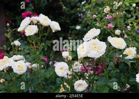 Beautiful white roses in the garden in warm sunny day Stock Photo