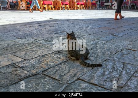 Gazing cat on the pavement . Cat lays down on the street Stock Photo