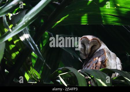 beautiful and very cute barn owl (tyto alba) with lush foliage, summertime of indian rainforest