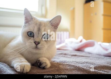 Surprised cat lying on the bed and looks with interest with big blue eyes, against the background of the home interior.  Stock Photo