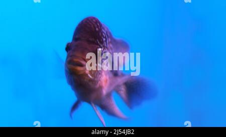 Flowerhorn fish in the water Stock Photo