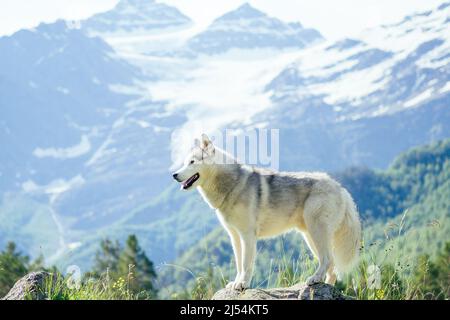 Young pretty girl running outdoor in the spring with Mountain dog Stock Photo