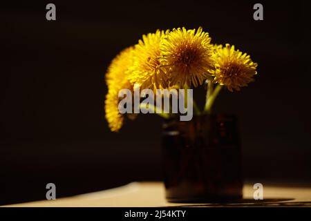 Yellow dandelion flowers bouquet on the brown sunny table, black background. Stock Photo