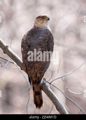 Cooper's Hawk perched on branch in the forest in Canada Stock Photo