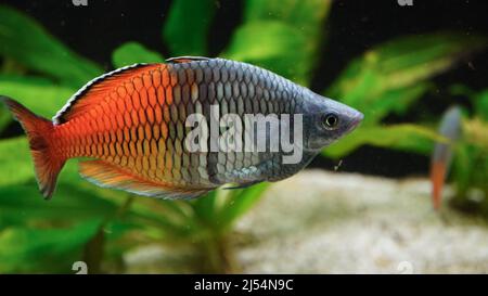 Colorful Boeseman's Rainbowfish, Melanotaenia boesemani Stock Photo