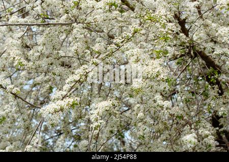 Branches full of apple blossom on a bright spring day, England Stock Photo