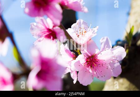 blooming peach trees on blue sky background Stock Photo