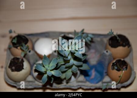 Ghost plants growing from eggshells in an egg carton Stock Photo