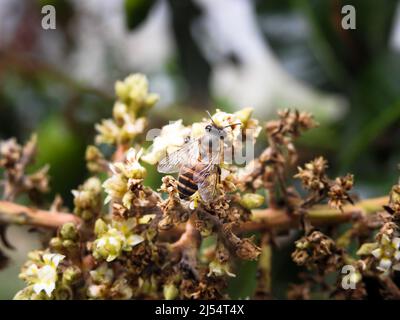 A close up shot of a honey bee on mango tree fruit sprouts and flowers. Mangifera indica commonly known as mango. A shot of fruit bearing tree with sm Stock Photo