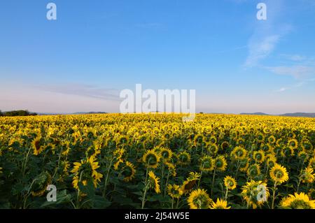 A beautiful sunflower field at dusk for making sunflower oil or biofuel. Stock Photo