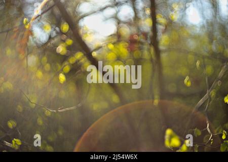 Vintage lens flares and swirly bokeh - leaves and branches in sunlight (blurred) Stock Photo