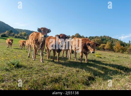 Cattle grazing on a pasture at Le Vivier, Fenouillèdes, France Stock Photo