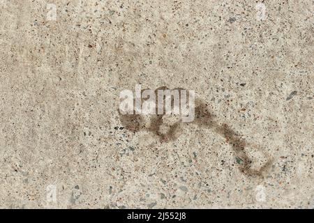 Wet footprint of a human foot on concrete Stock Photo