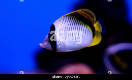 fresh water fish, aquarium fish Stock Photo