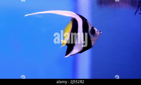 Angel fish long taile aquarium silver fish Stock Photo