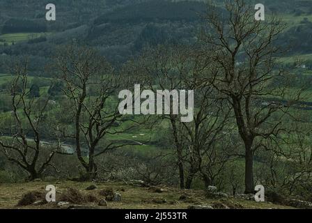 Four trees mask the River Dee in the Llangollen Valley in Wales in Spring Stock Photo