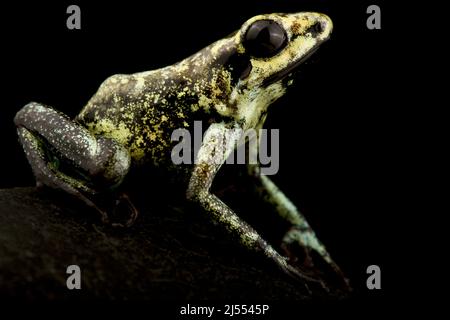 Golden Poison Frog (Phyllobates terribilis) Stock Photo