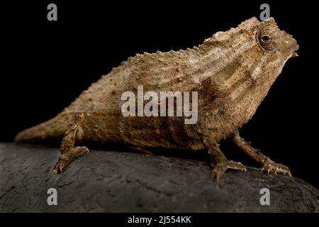 Bearded Pygmy Chameleon (Rieppeleon brevicaudatus) Stock Photo