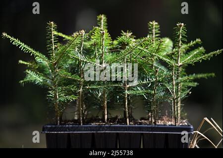 Oberhof, Germany. 20th Apr, 2022. Small silver firs are ready for a tree planting campaign by ThüringenForst-AöR. Forest conversion and reforestation are the central forestry measures to make the native forests more climate-stable for the future. For this purpose, site-appropriate structured mixed forests of diverse hardwoods and conifers are being established. In the vicinity of Oberhof, beech and white fir trees are introduced under old spruce. Credit: Martin Schutt/dpa/Alamy Live News Stock Photo