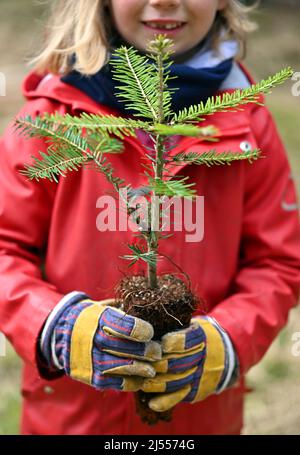 Oberhof, Germany. 20th Apr, 2022. A girl from the Spatzennest kindergarten in Oberhof holds a silver fir in her hands during a tree planting campaign. Forest conversion and reforestation are the central forestry measures to make the native forests more climate-stable for the future. To this end, site-appropriate structured mixed forests of diverse hardwoods and conifers are being established. In the vicinity of Oberhof, beech and white fir trees are introduced under old spruce. Credit: Martin Schutt/dpa/Alamy Live News Stock Photo