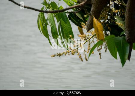 Mango buds are hanging on the clear water of the pond. Mango buds are hanging in the clear water of the pond. Now around the month of Baisakh raw mang Stock Photo