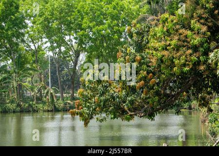 Mango buds full of trees are hanging in the clear water of the pond. Now it is the month of Baisakh. Only mango everywhere in Bangladesh. Stock Photo