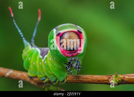 Beautiful caterpillar in a frightening pose, unique animal behaviour Stock Photo