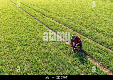 Aerial view of male farmer squatting and checking wheat crop seedling plantation, drone pov Stock Photo