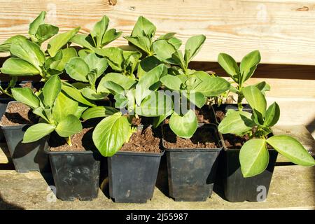 Seedlings of broad beans in pots. Stock Photo