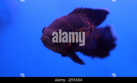 Flowerhorn fish in the water, aquarium fish Stock Photo
