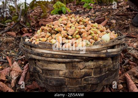 Mahua flowers naturally dried and picked in bamboo basket in Forest area of Madhyapradesh in India. Tribal wild fruits flowers of Mahuwa tree also kno Stock Photo