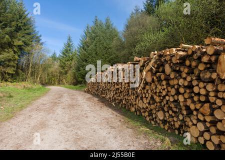 Conifer logs stacked after harvest along the side of a track though East Harptree Woods in the Mendip Hills, Somerset, England. Stock Photo