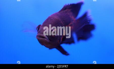 Flowerhorn fish in the water Stock Photo