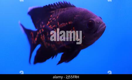 Flowerhorn fish in the water Stock Photo