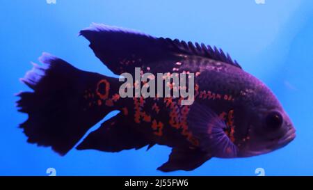 Flowerhorn fish in the water Stock Photo