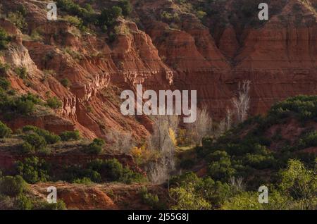 It's the end of autumn and a few trees still hold on to their fall color at Caprock Canyons State Park in Texas. Stock Photo