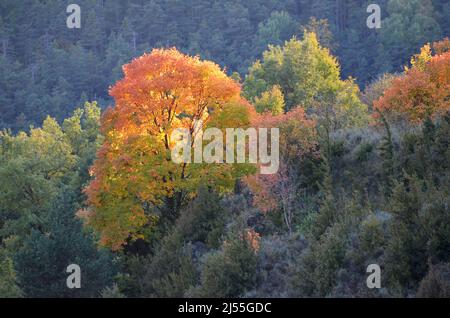 Autumn colors in the mixed mountain forests of the Ordesa-Viñamala Biosphere Reserve, Pyrenees Stock Photo