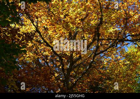 Autumn colors in the mixed mountain forests of the Ordesa-Viñamala Biosphere Reserve, Pyrenees Stock Photo