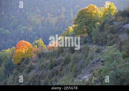 Autumn colors in the mixed mountain forests of the Ordesa-Viñamala Biosphere Reserve, Pyrenees Stock Photo