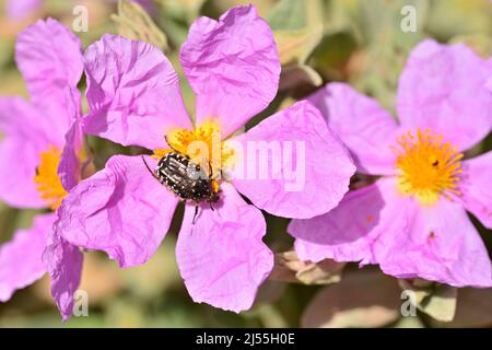 Insecto en una flor de una planta de jara, cistus, en primavera Stock Photo